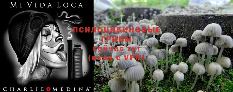 продажа наркотиков  Бородино  Галлюциногенные грибы Psilocybine cubensis 